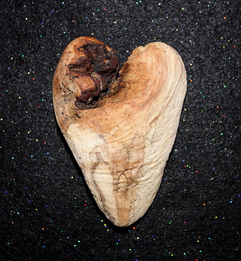 Natural Driftwood Heart #6 Photograph by Larry Bacon