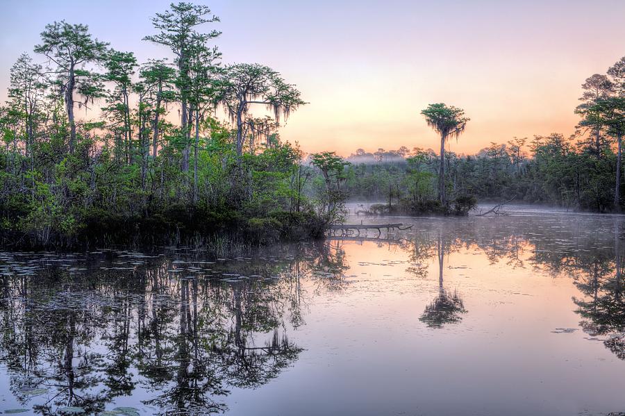 Natural Florida #1 Photograph by JC Findley