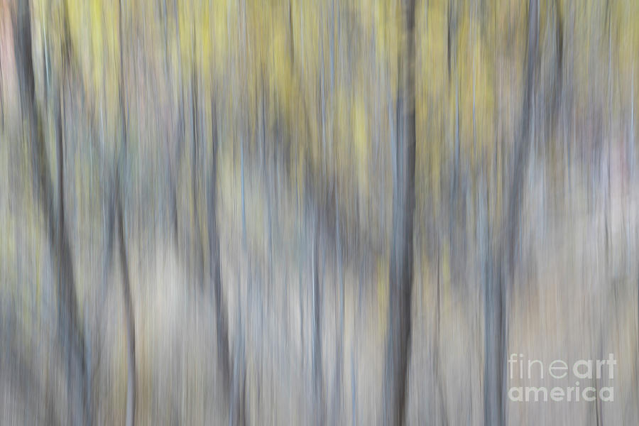 Nature Motion Blur Abstract #1 Photograph by Marek Uliasz