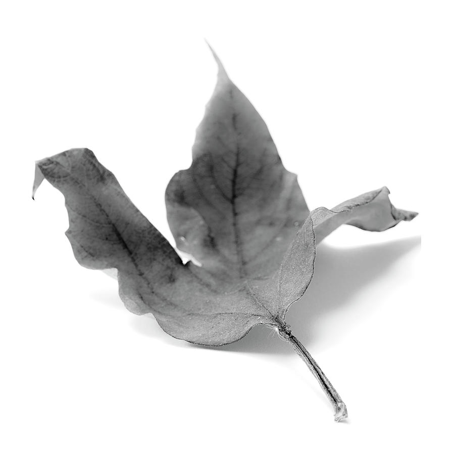 Nature Photograph - Nature Still Life - Leaf #1 by Donald Erickson