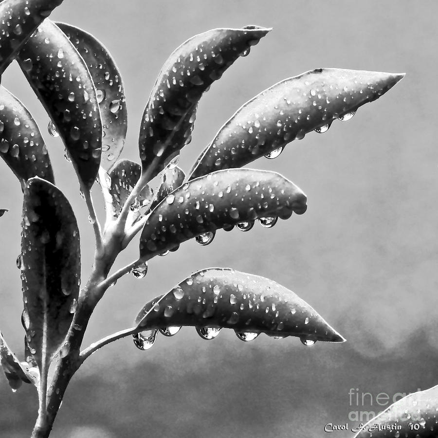 Water Droplets on Leaves Black and White Home Decor Wall Art Photograph by Carol F Austin