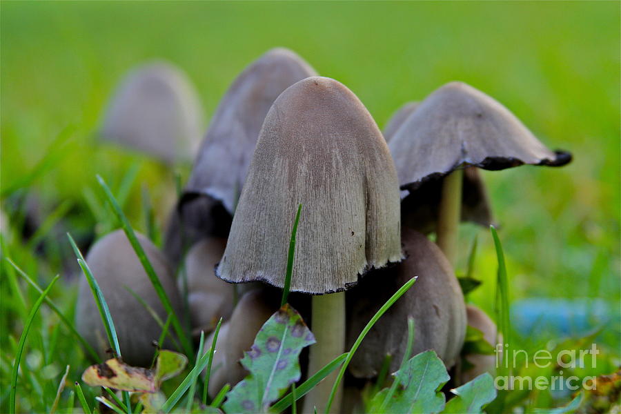 Mushroom Photograph - Natures Umbrellas #1 by Rick  Monyahan