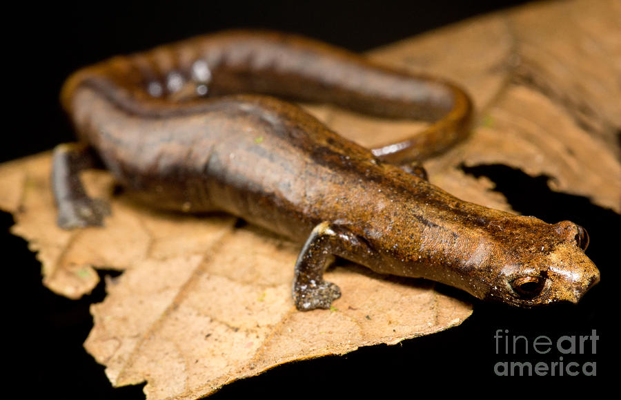 Nauta Palm Foot Salamander #1 Photograph by Dant Fenolio