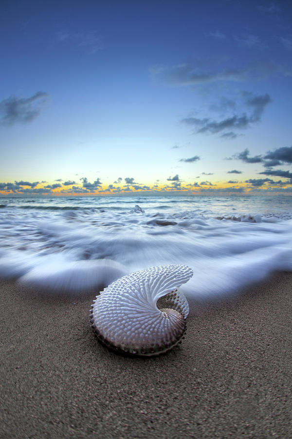 Nautilus by Nature Photograph by Sean Davey