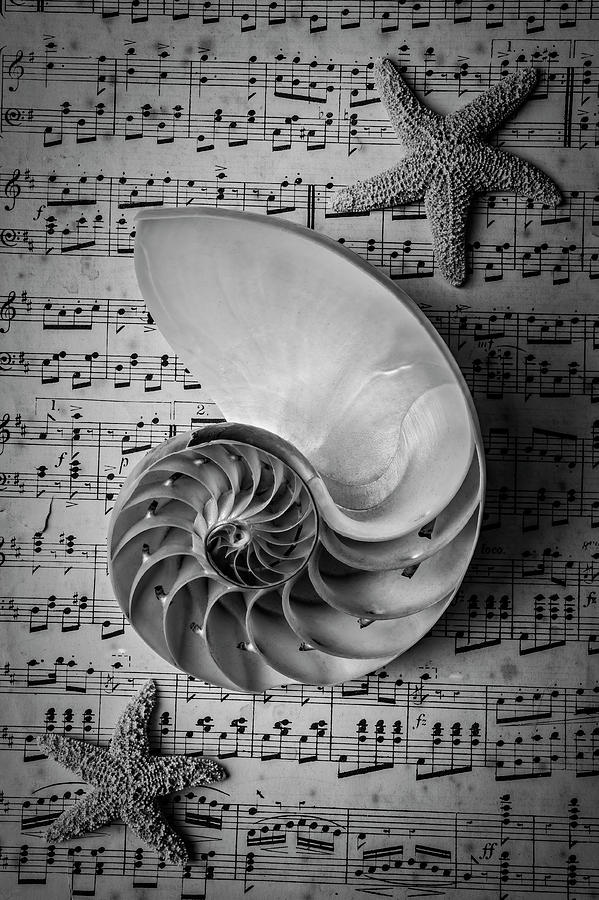 Nautilus Shell On Sheet Music #1 Photograph by Garry Gay