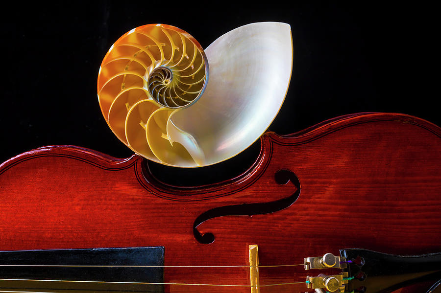 Nautilus Shell On Violin #2 Photograph by Garry Gay