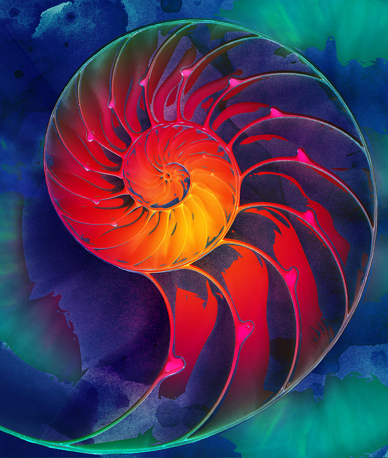 Nautilus Shell Orange Blue Green #1 Digital Art by Clare Bambers