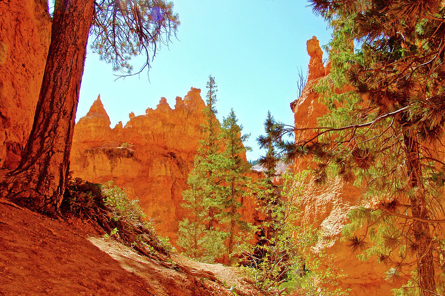 Navajo Trail in Bryce Canyon National Park, Utah  #1 Photograph by Ruth Hager