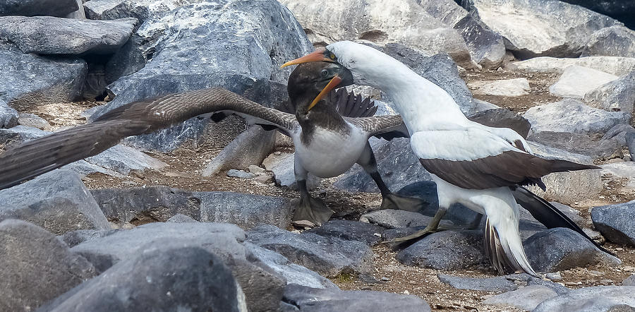 Nazca Booby Mother Feeding Chick #1 Photograph by Harry Strharsky