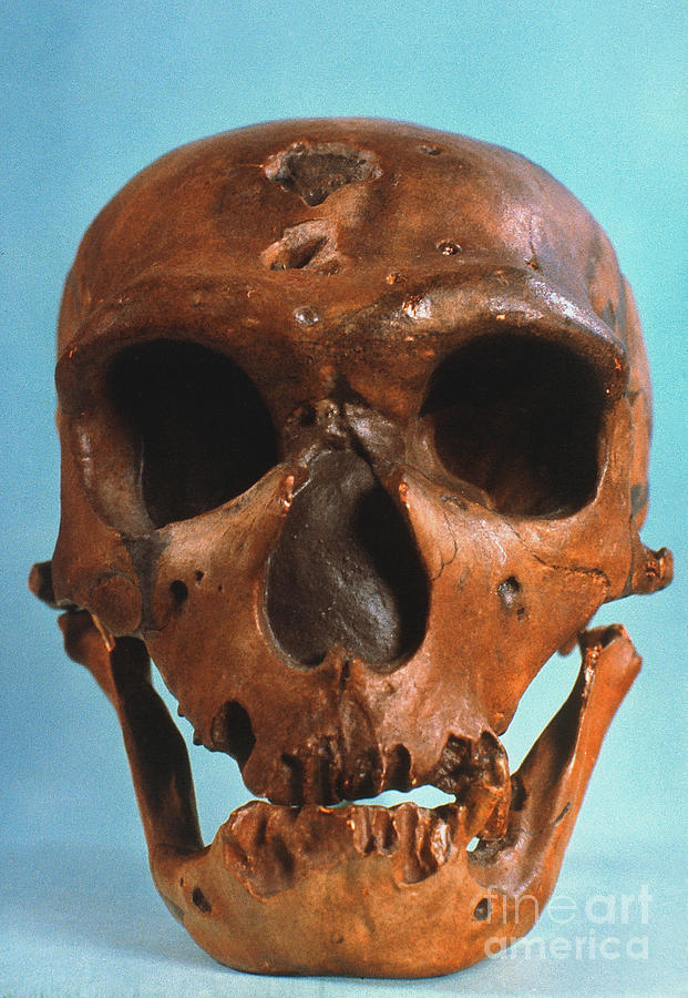 Neanderthal Skull #1 Photograph by Granger