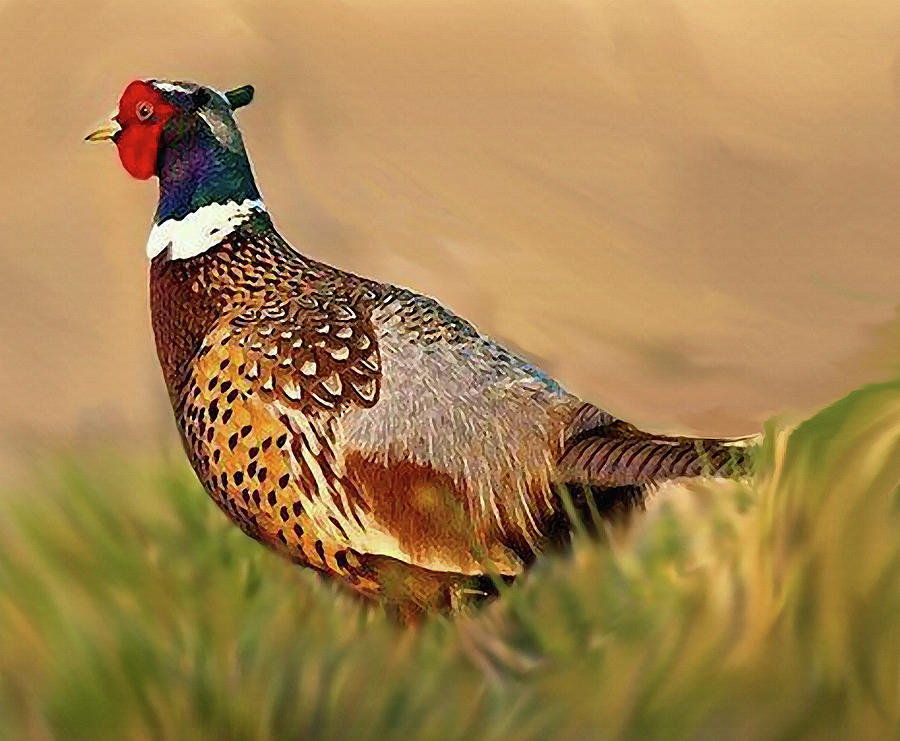 Nebraska Pheasant Photograph