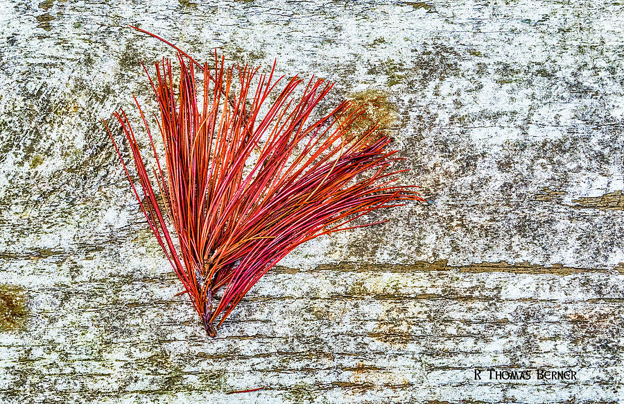 Needles #1 Photograph by R Thomas Berner