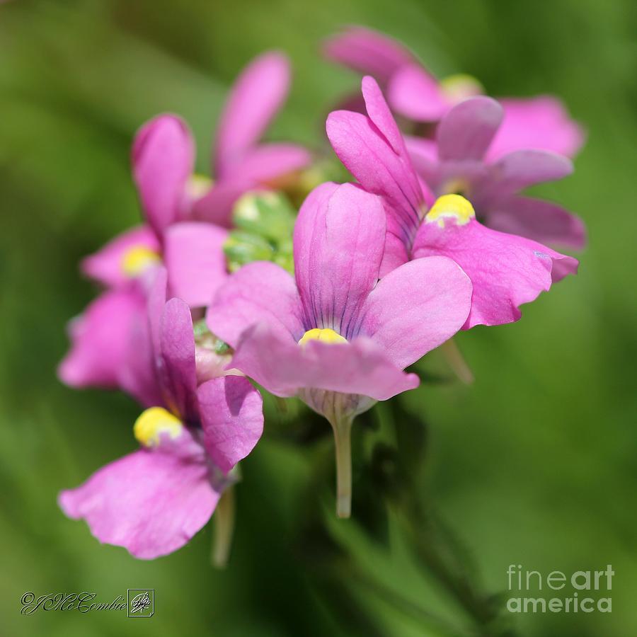 Nemesia named Compact Pink Innocence #6 Photograph by J McCombie