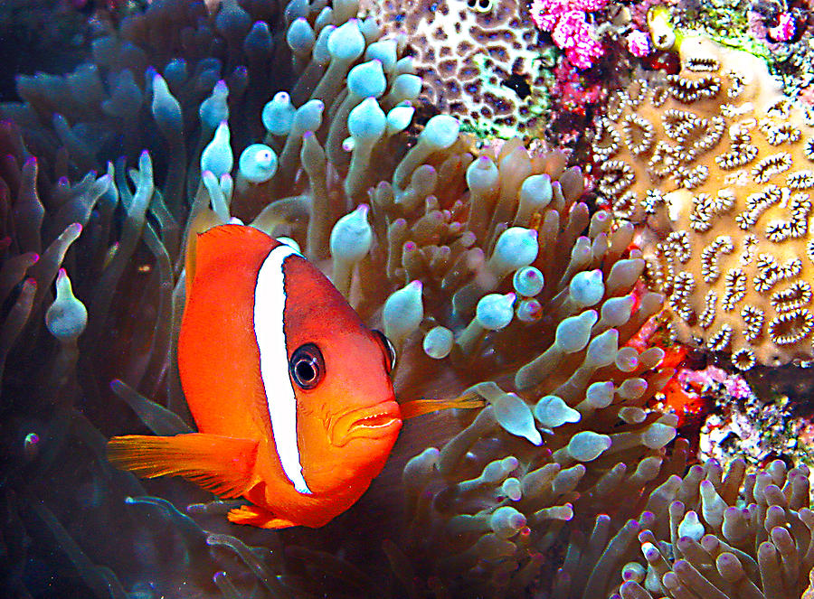 Nemo #3 Photograph by Jean Noren