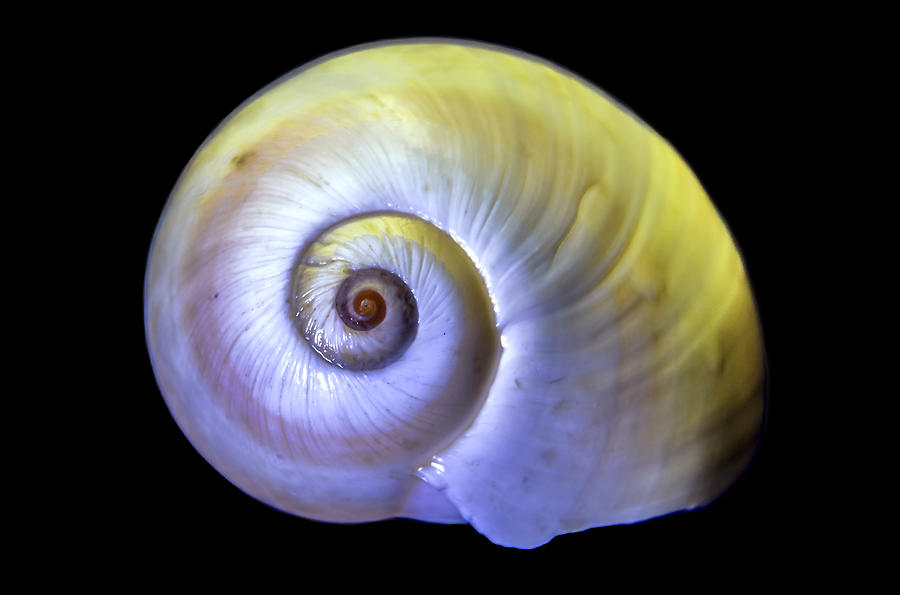 Neon Sea Shell #1 Photograph by WAZgriffin Digital
