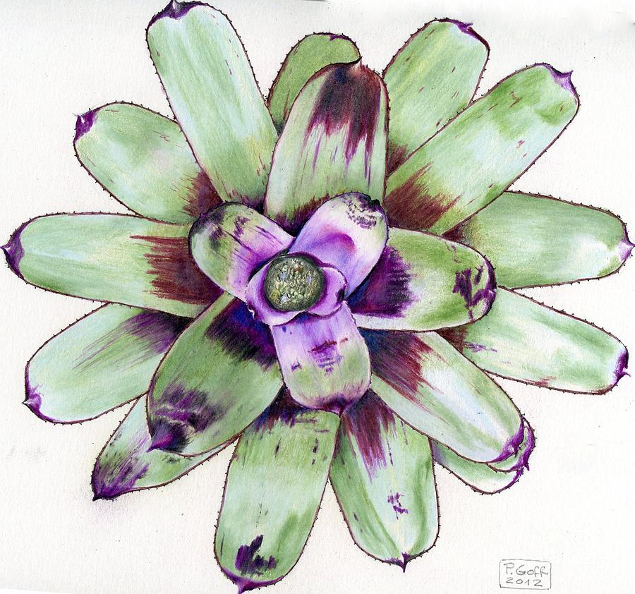 Neoregelia 'Painted Delight' by Penrith Goff Neoregelia 'Painted Delight' by Penrith Goff