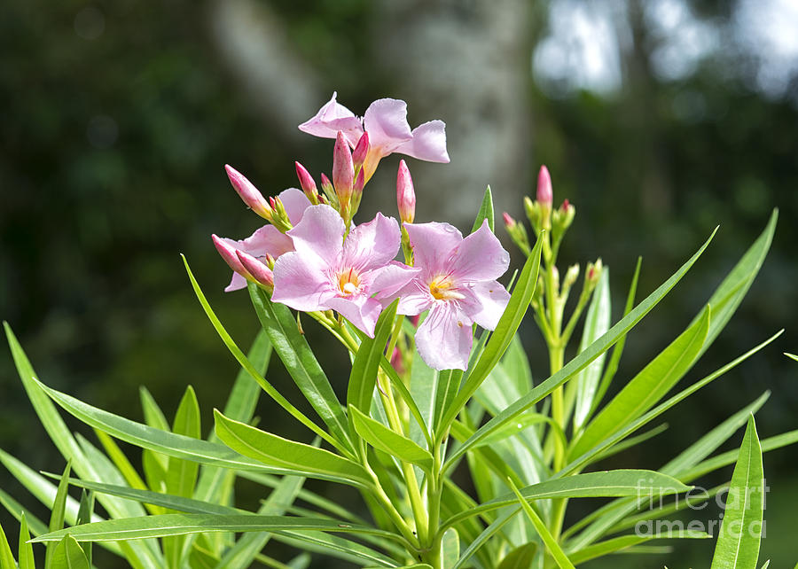 Nerium Oleander, Sri Lanka #1 Photograph by Ivan Batinic
