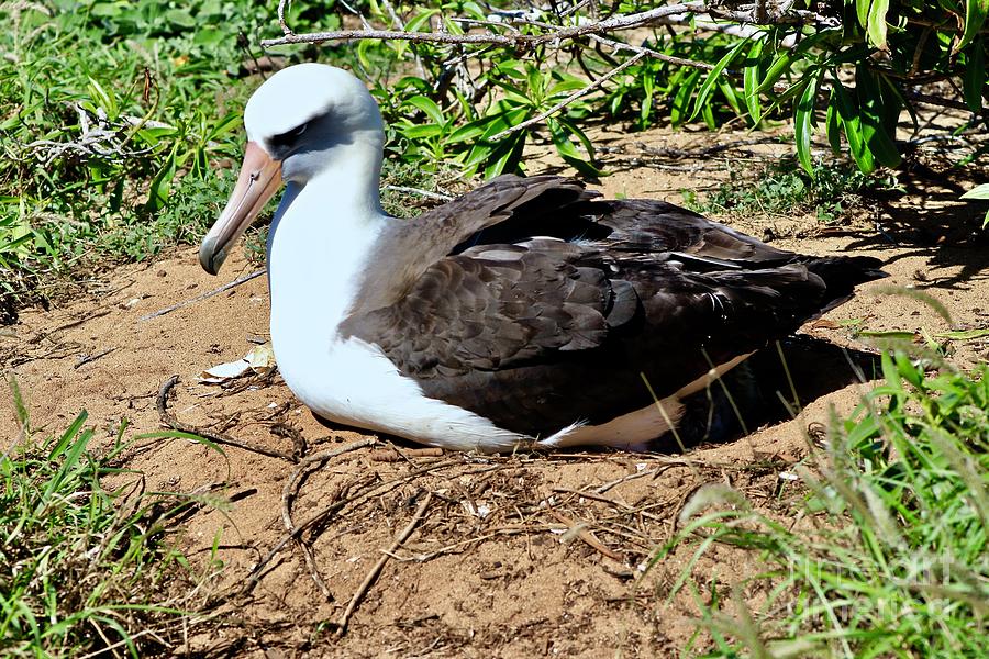 Nesting Albatross #1 Photograph by Craig Wood