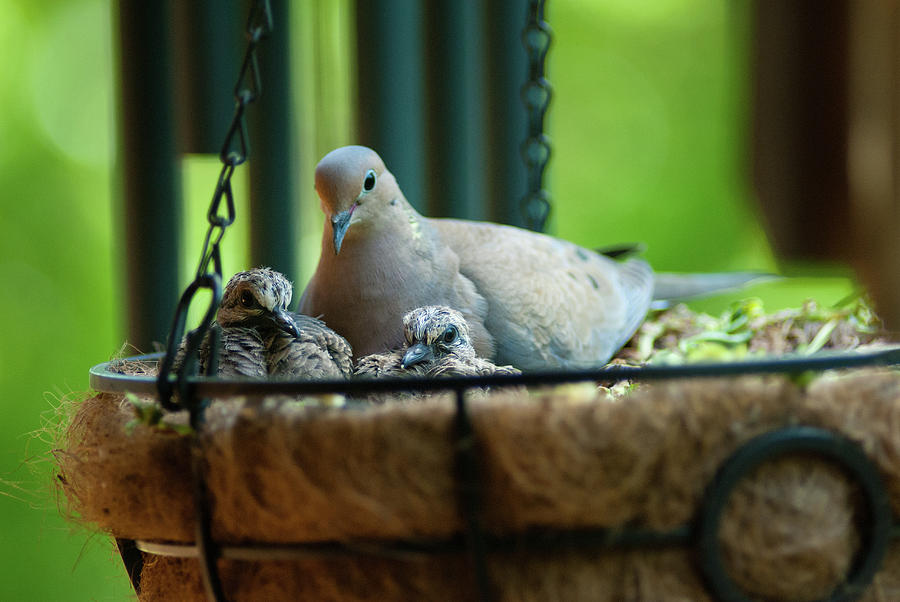 Nesting Doves, Hanging Basket, Balcony Garden, Hunter Hill, May  #1 Photograph by James Oppenheim