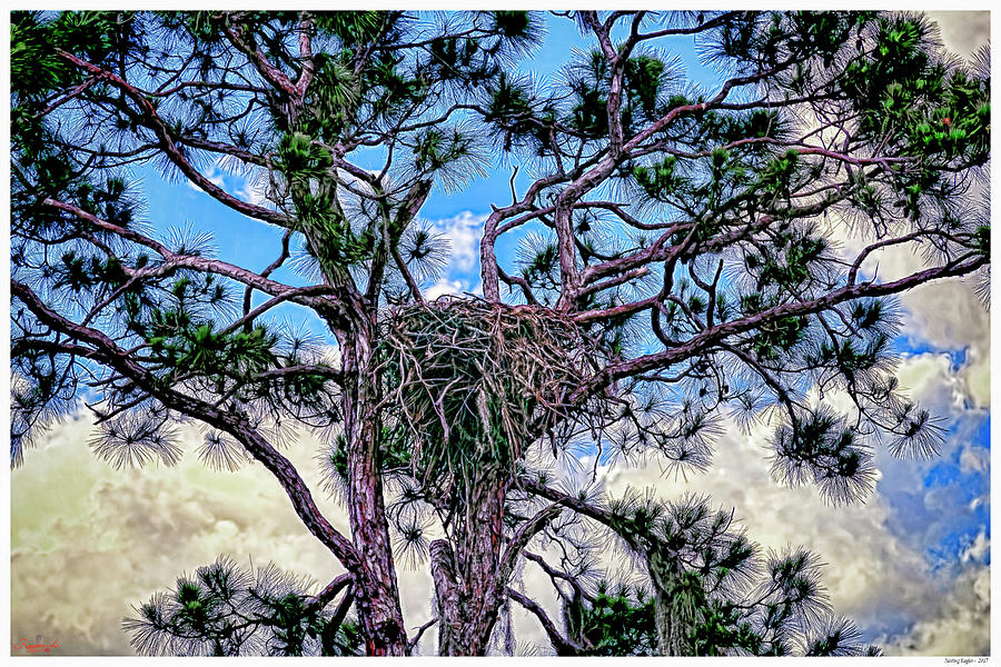 Nesting Eagles #1 Mixed Media by Rogermike Wilson