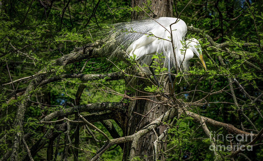 Nesting Egret #1 Photograph by David Smith