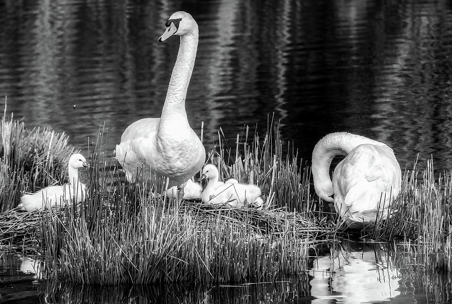 Nesting Swans #1 Photograph by Mountain Dreams
