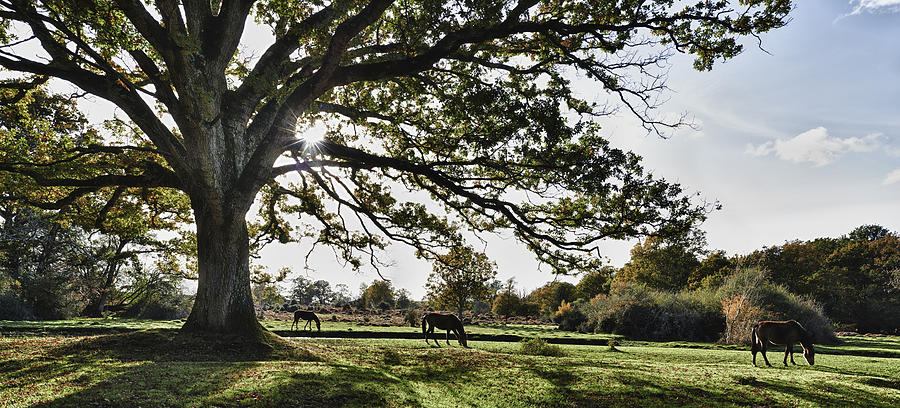 Horse Photograph - New Forest Horses #1 by Adrian Brockwell