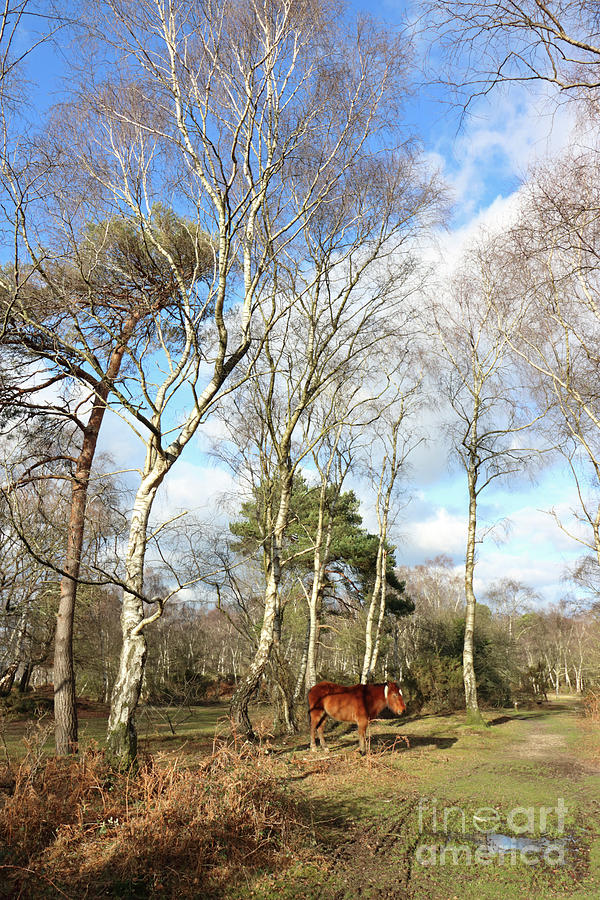 New Forest Pony Hampshire England UK #1 Photograph by Julia Gavin