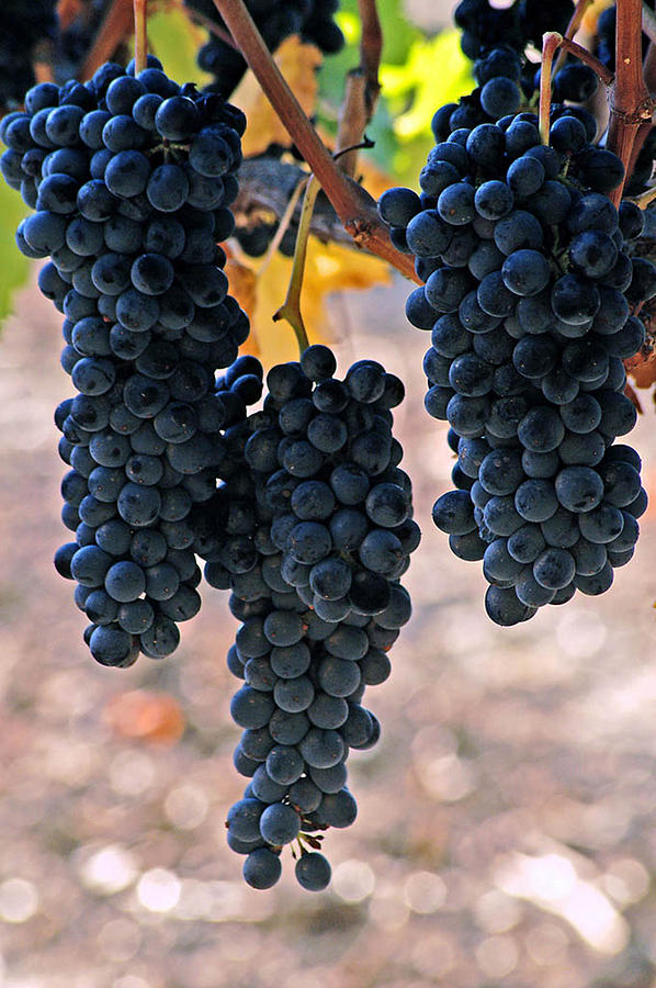 New grapes #1 Photograph by Gary Brandes