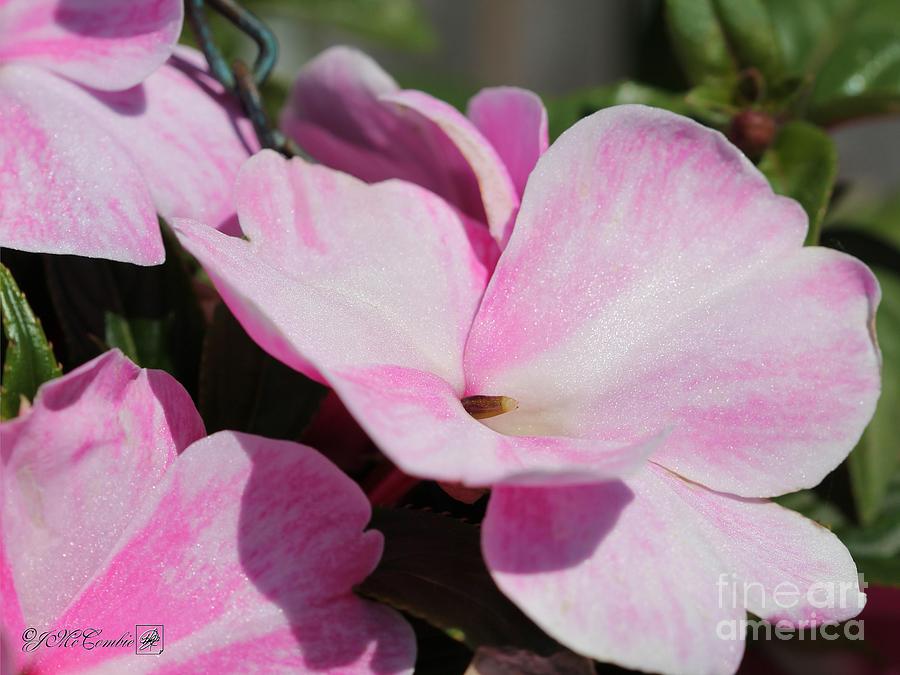 New Guinea Impatiens named Sonic Magic Pink #4 Photograph by J McCombie