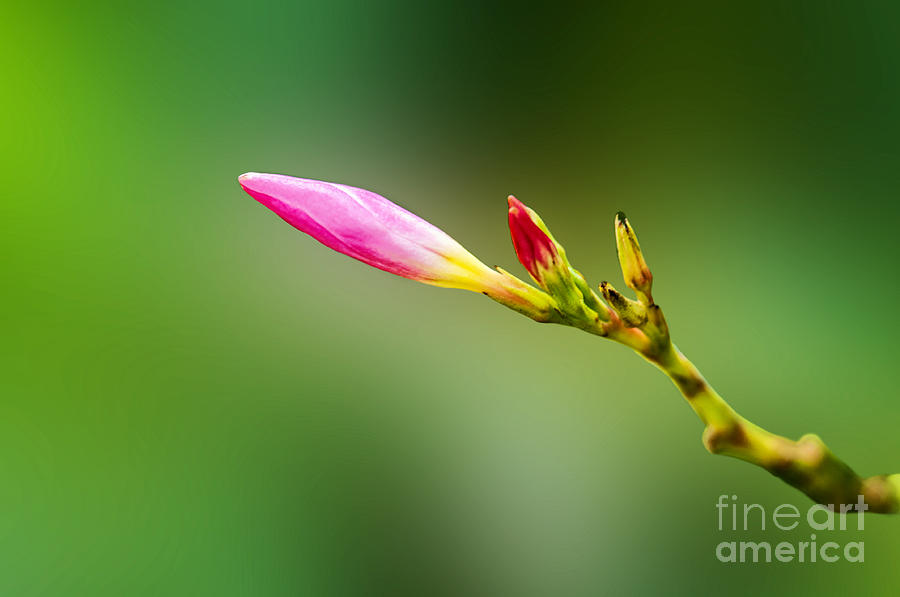 Flower Bud Photograph - New Life #1 by Charuhas Images