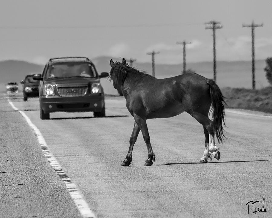 New Mexico Stare Down #2 Photograph by Terry Fiala