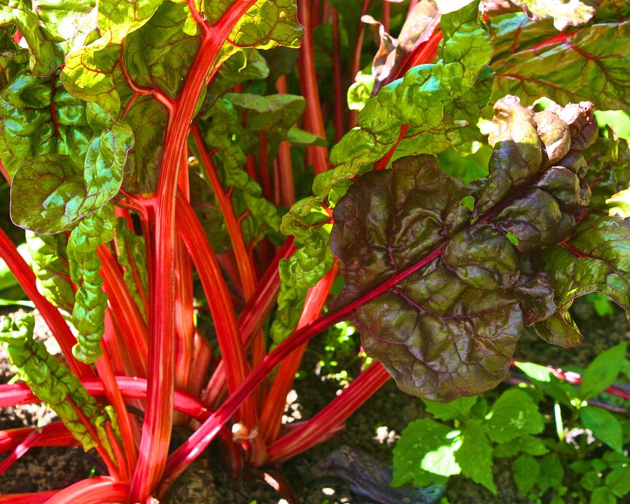 Chard Growing at New Pond Farm Photograph by Polly Castor