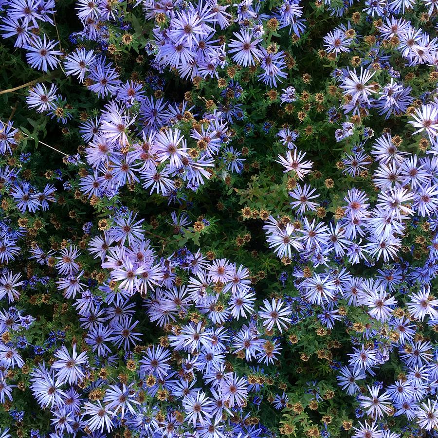 New York Asters #1 Photograph by P Henry Photos - Fine Art America