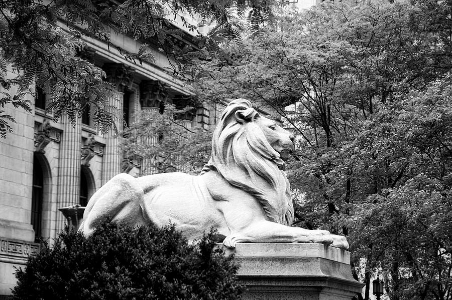 New York City Photograph - New York City Library Lion #1 by Mountain Dreams
