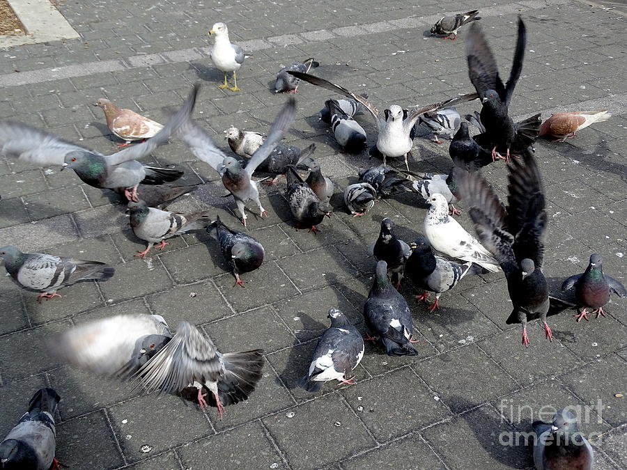 New York City Pigeons #6 Photograph by Ed Weidman