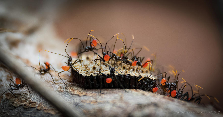 Newborn Insects #1 Photograph by Henri Irizarri