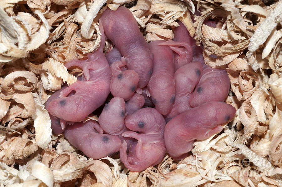 Newborn Mice #1 Photograph by Scott Camazine