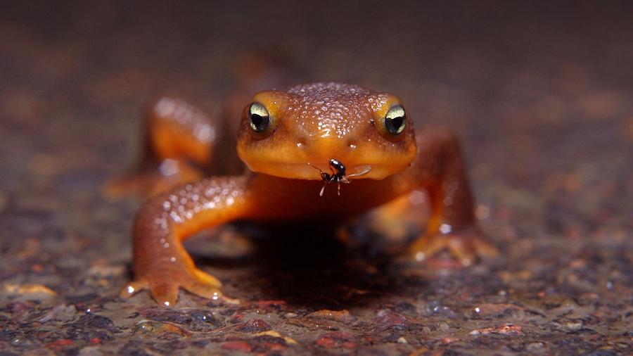 Wildlife Photograph - Newt #1 by Jackie Russo