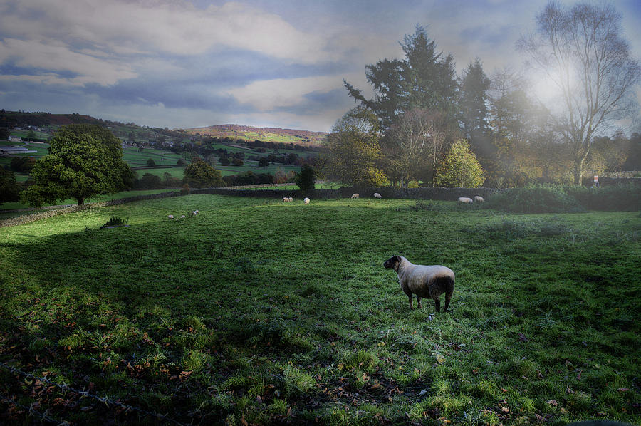 Sheep Photograph - Nidderdale Mist #1 by Mark Hunter