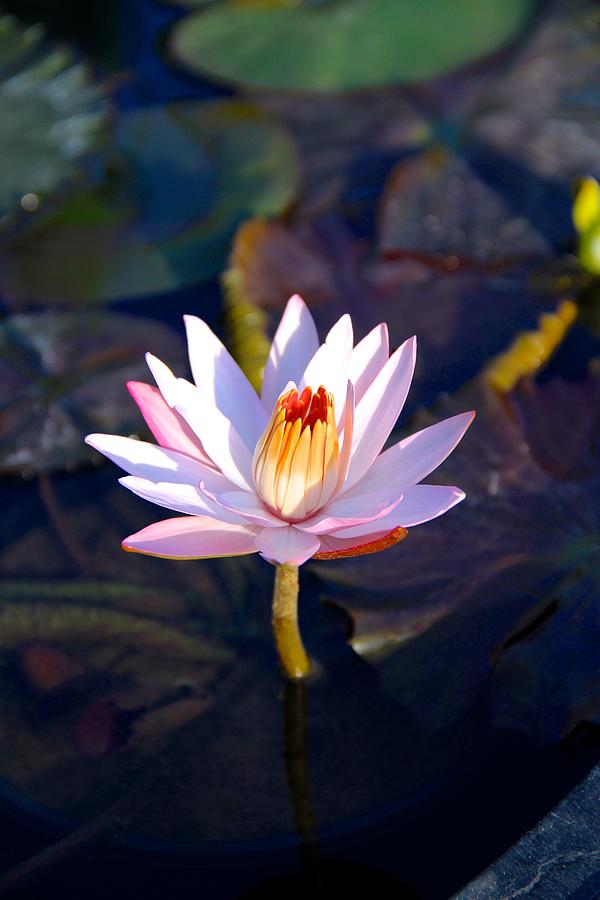 Lily Photograph - Night Blooming Water Lily #1 by Deanne  Rotta