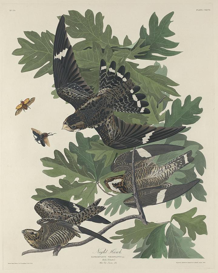 John James Audubon Drawing - Night Hawk #1 by Dreyer Wildlife Print Collections 