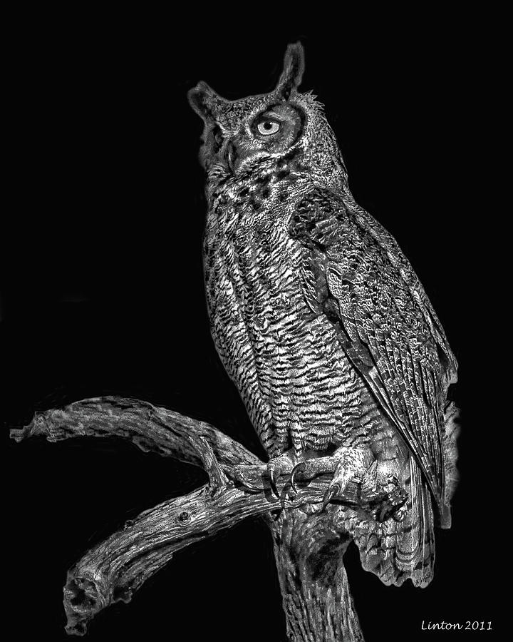 Night Owl #1 Digital Art by Larry Linton