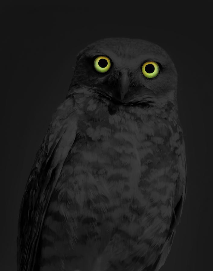 Owl Photograph - Night Stare #1 by Shane Bechler