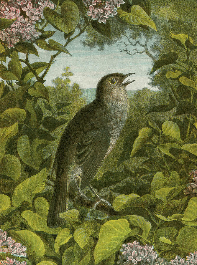 Nightingale Painting by English School