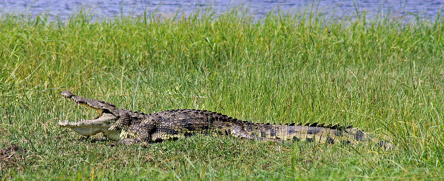 Nile Crocodile #1 Photograph by Tony Murtagh