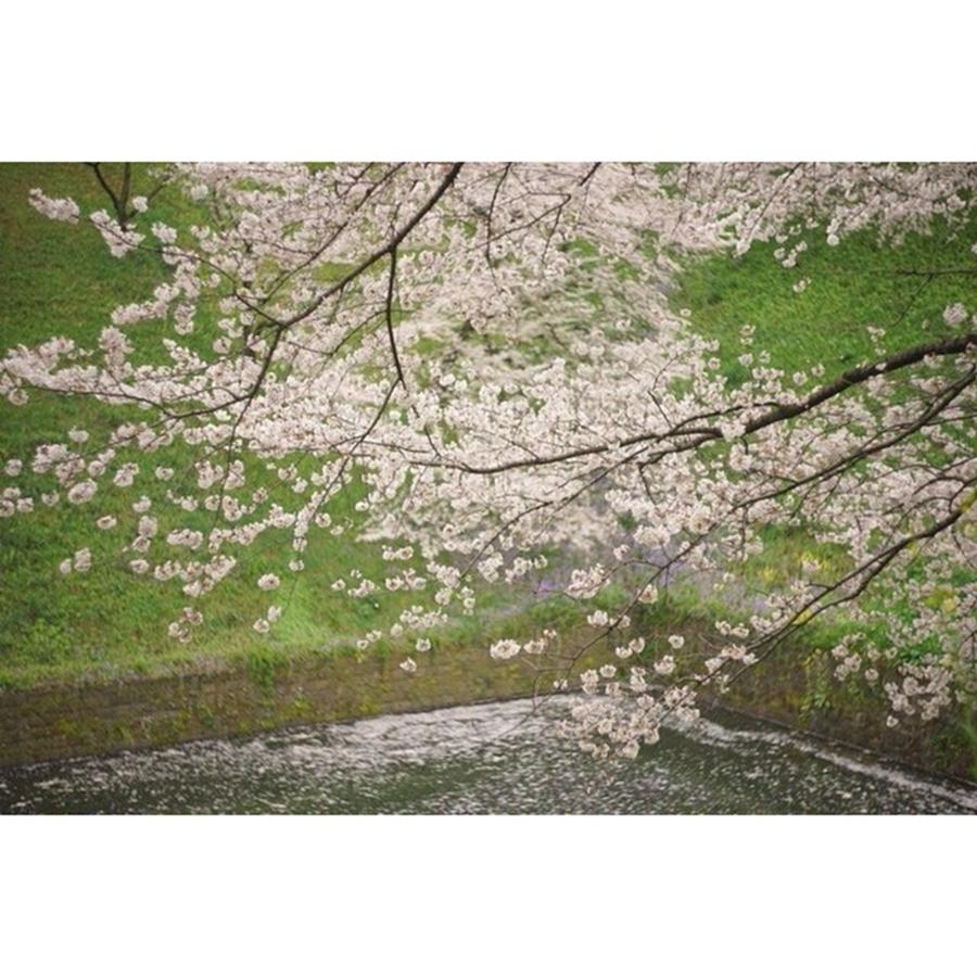 Spring Photograph - 花筏
#l4l #love #ff #1 by Yuka Uemura