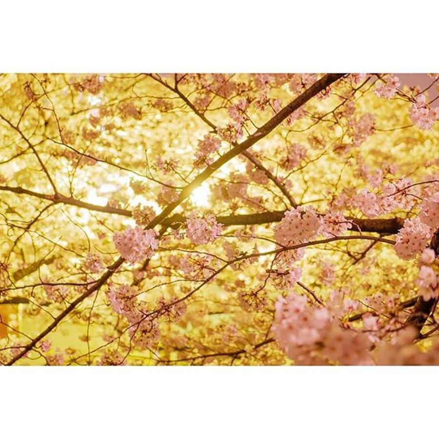 Spring Photograph - 神田川桜並木

#さくら #1 by Satoru Takahashi