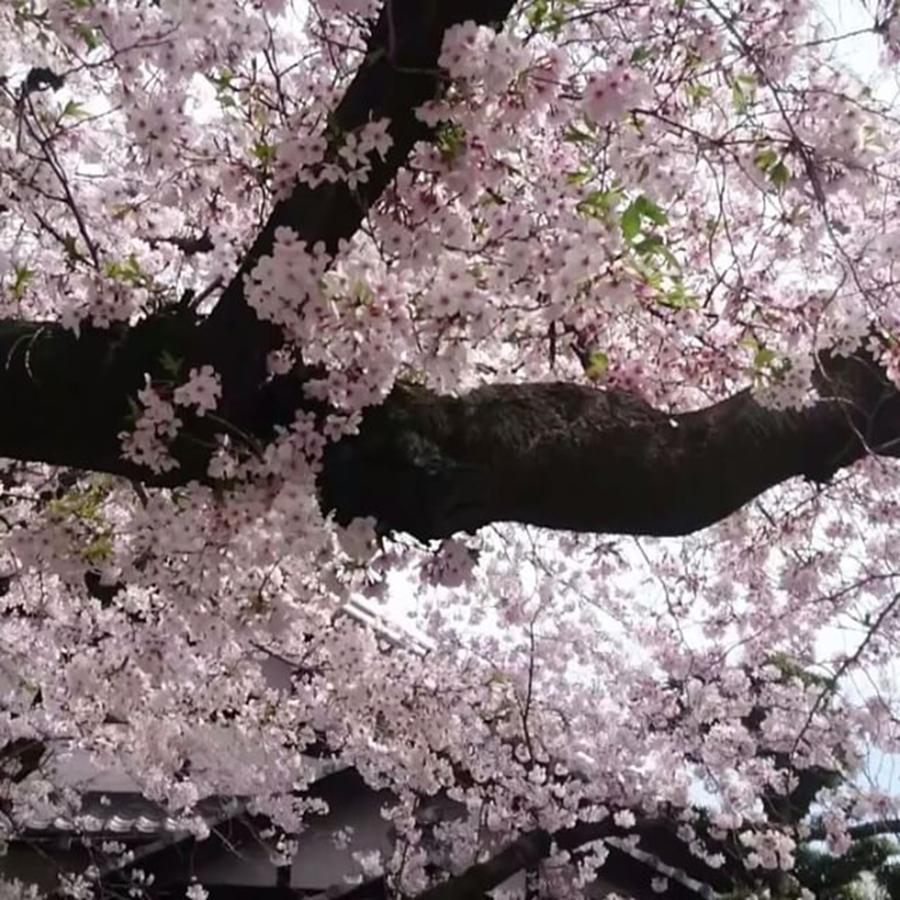 Cherryblossoms Photograph - 桜の雨🌸

#kyoto #japan #1 by D H