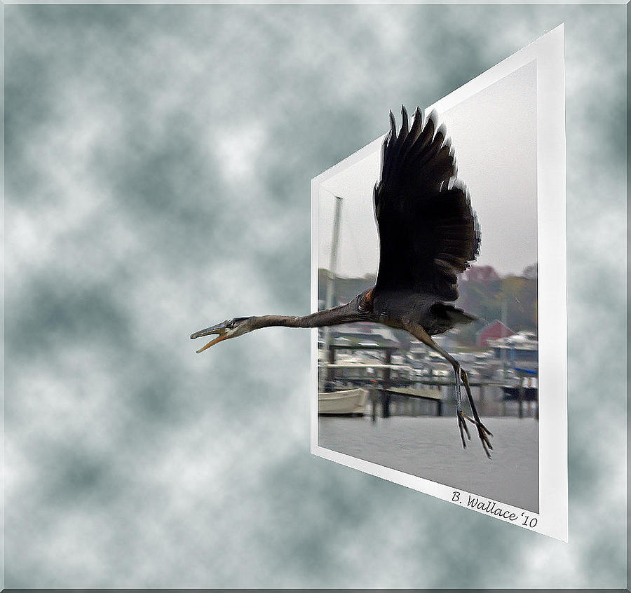 Heron Photograph - No Fly Zone #1 by Brian Wallace